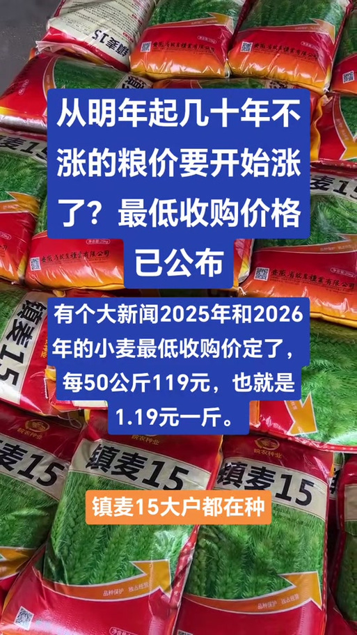 2025年新季小麦采购价格走高