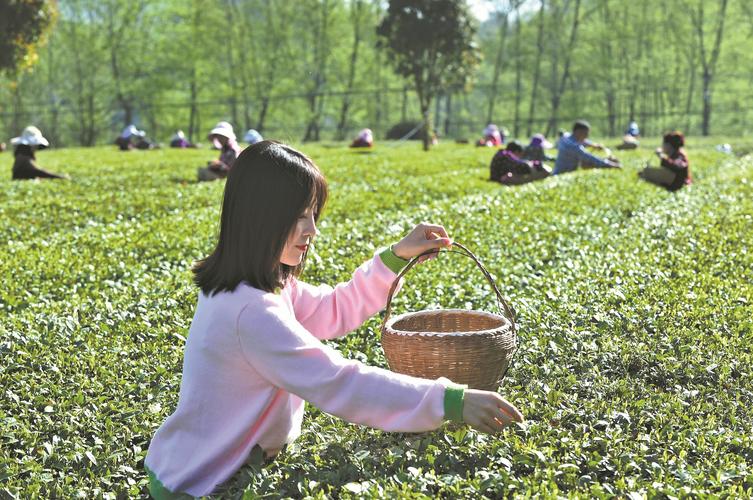 茶园里的采茶人，一片片嫩绿的茶叶，收获满满！