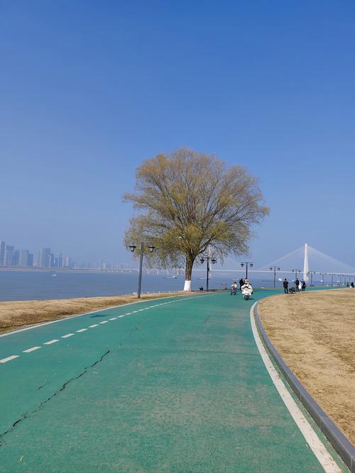 周末到洪泽周桥大塘游玩，看看洪泽湖堤坝上那棵孤独的网红树
