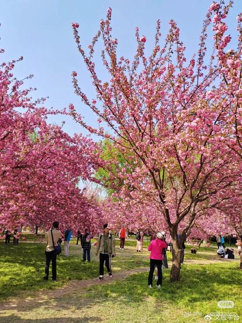 赏花探春之旅，共赴千阳盛景—花漾千阳 多彩塬上”千阳赏花节
