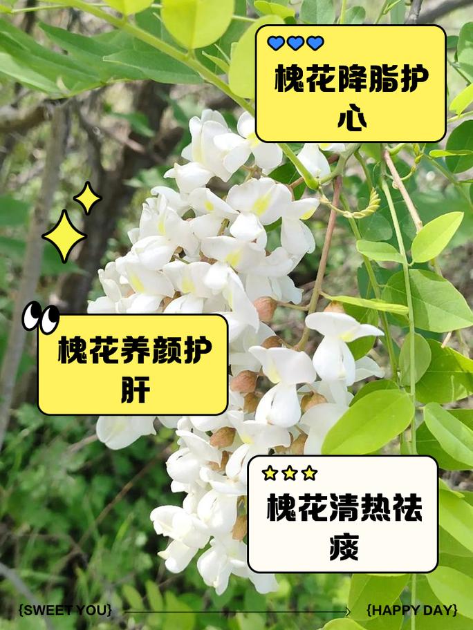 2025洋槐花食用指南：稀缺花期里的养生智慧
