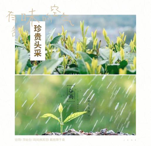 谷雨润新绿 茗香尽芬芳 相约马连道 共饮中国茶