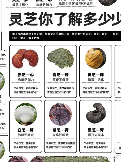 灵芝到底灵在哪里？有何神奇功效可以成为珍品，如何烹饪效果好？