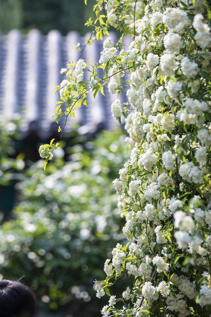 趵突泉景区满墙的白花是“白蔷薇”原来是木香花开了