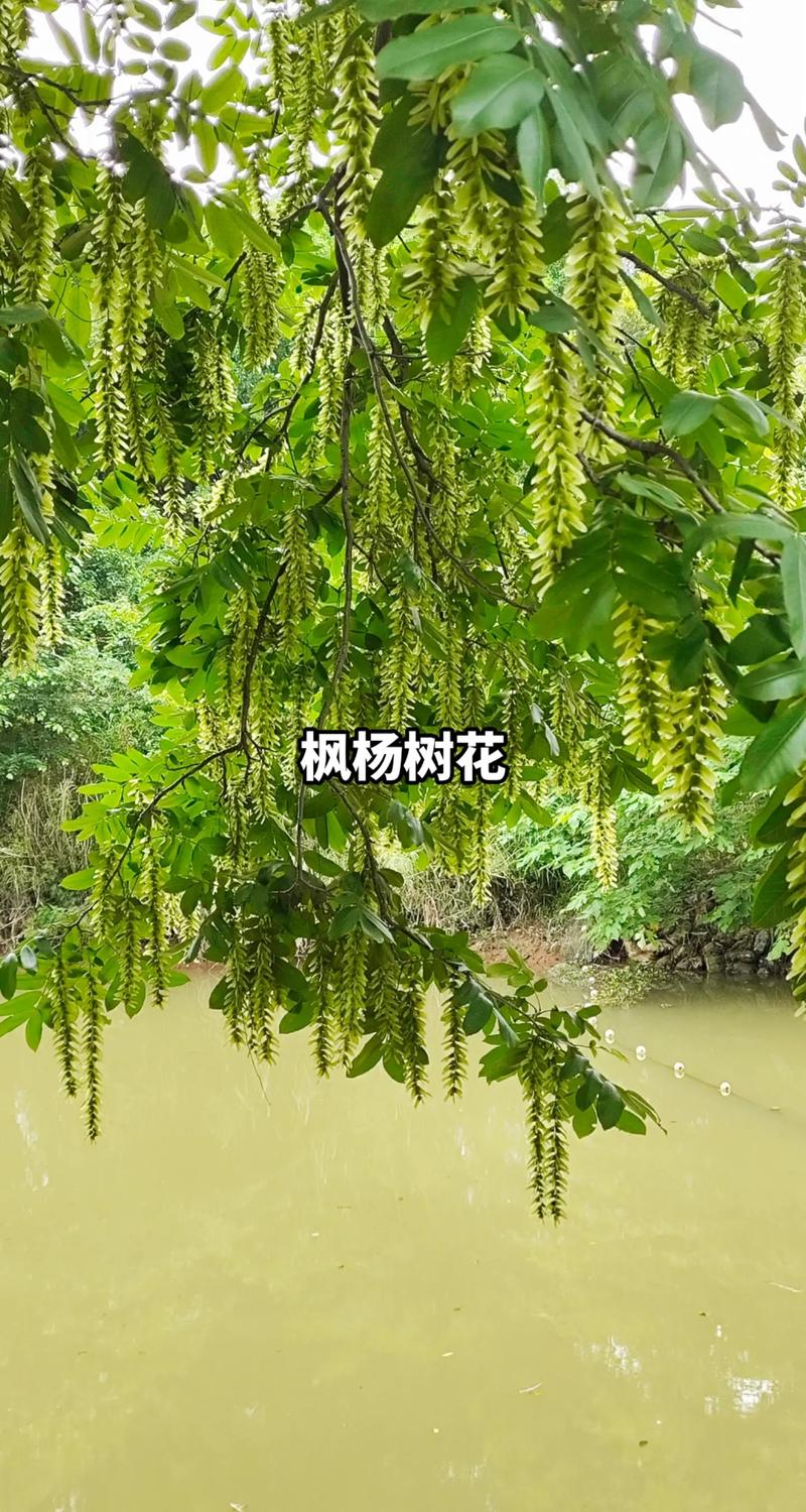 花开了！快来一睹胡杨的“花花世界”