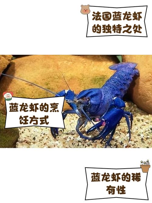 8斤重的罕见大蓝龙，价格让人没想到，摩洛哥美食之旅