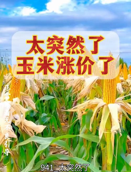 5月的玉米还能涨吗？答案来了