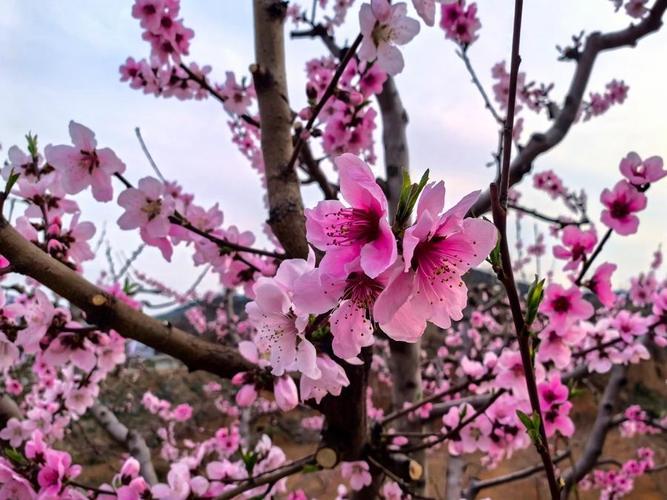 “山东邂逅美”摄影大赛｜肥城桃花一望无际