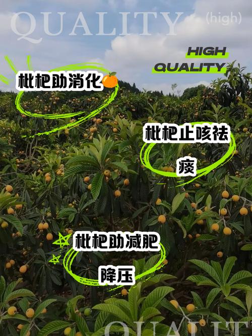 枇杷再次成为关注对象！医生忠告：枇杷有5个功效，但4类人管住嘴