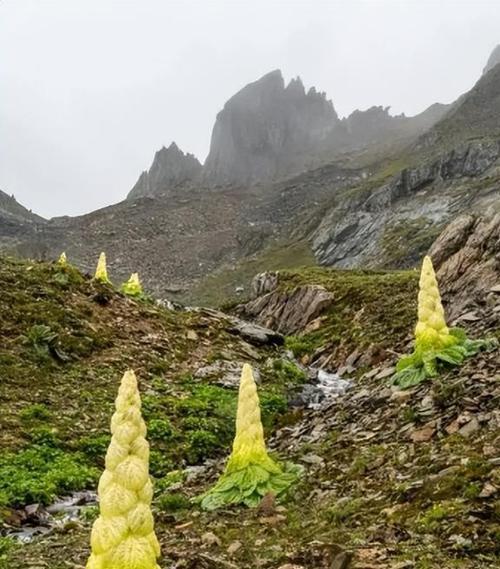 川藏线的“奇怪白菜”一生只开花一次，碰一下就要赔两万？